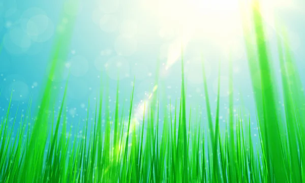Primavera grama verde e sol — Fotografia de Stock
