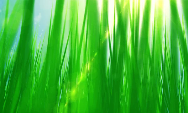 Vår gröna gräset och solen — Stockfoto