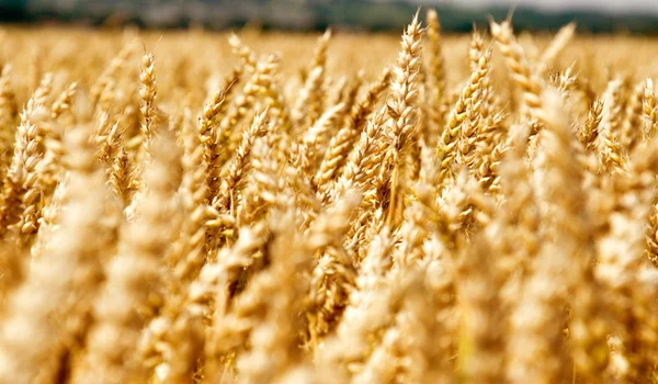 Wheat field — Stock Photo, Image