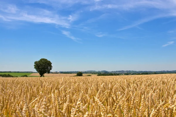 Campo de trigo e árvore — Fotografia de Stock