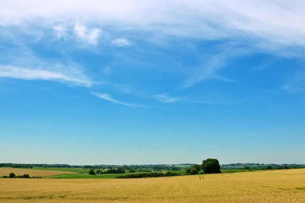 Pšeničné pole, strom a modrá obloha — Stock fotografie