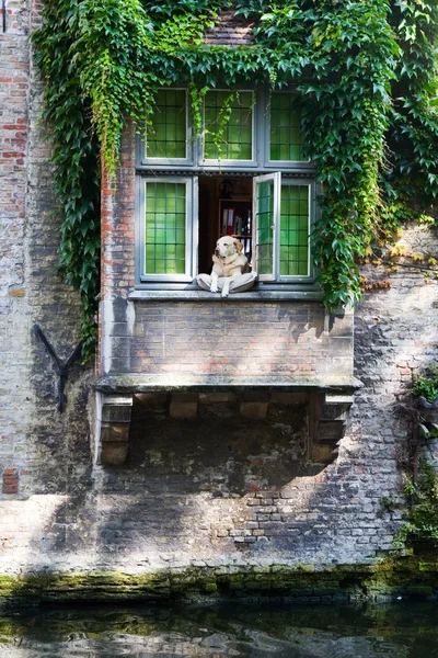 Labrador à la fenêtre sur l'oreiller à Bruges — Photo