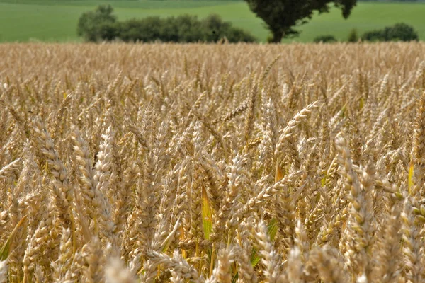 Campo de trigo, clouse para cima — Fotografia de Stock