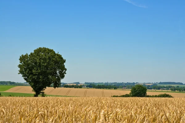 Wheat field, tree and blue sky — 스톡 사진