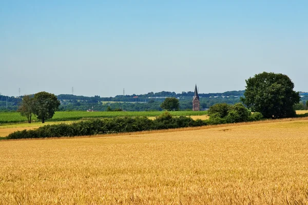 Pšeničné pole v obci — Stock fotografie