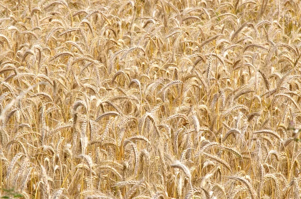 Campo de trigo, clouse para cima — Fotografia de Stock