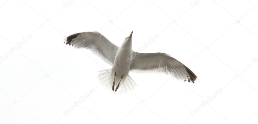 Flying seagull isolated on the white background.