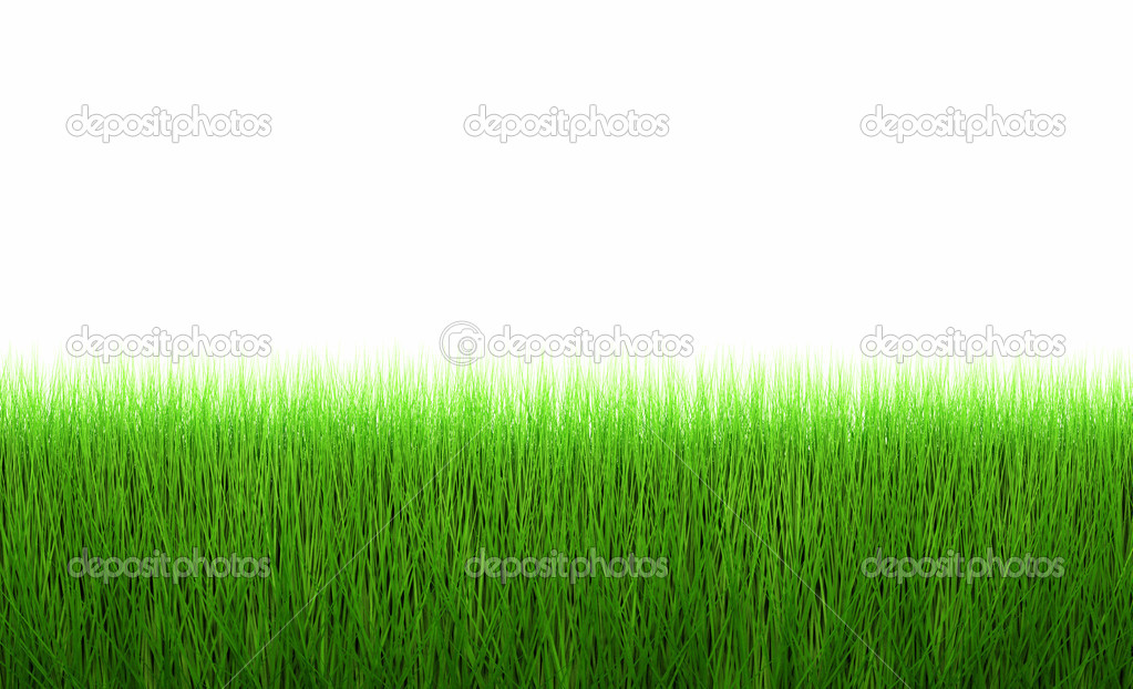fresh green grass line isolated on white