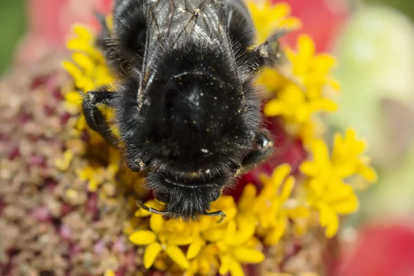 Fleißige Hummel — Stockfoto