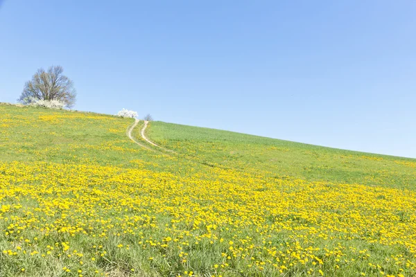 Natuurlijke achtergrond. — Stockfoto