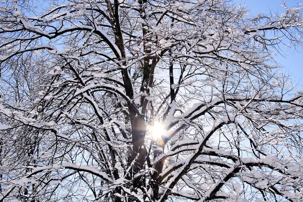 Cenário de inverno . — Fotografia de Stock