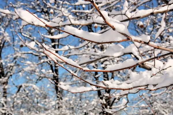 Cenário de inverno . — Fotografia de Stock