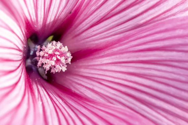 Pink freshness Stock Image