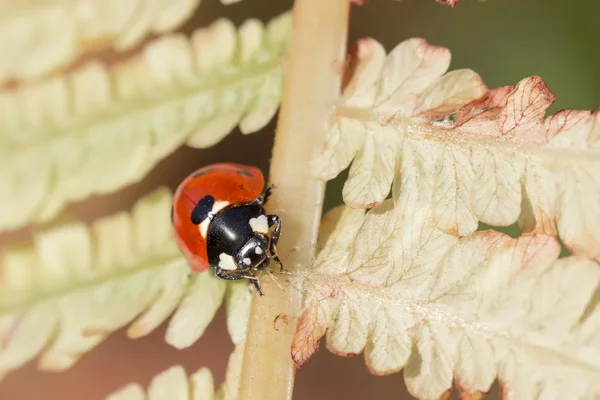 Lieveheersbeestjes op de Herfstblad van varens. vorm van zwarte hart. — Stockfoto