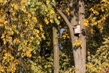 kutuları ağaçlarda yuva.