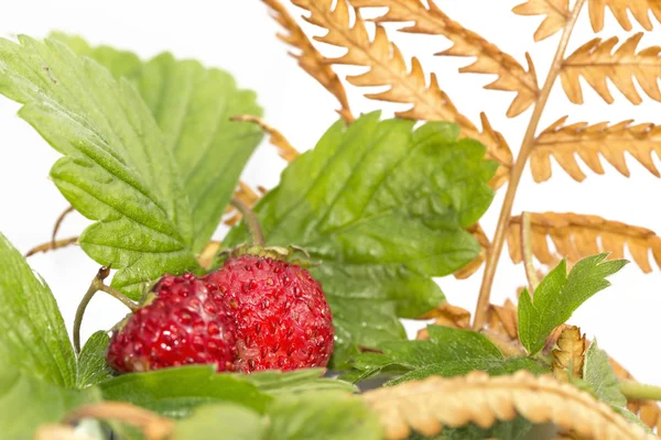 Freshness. Fall wild strawberry . — Stock Photo, Image