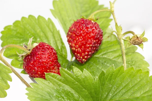 Freshness. Vernal wild strawberry . — Stock Photo, Image