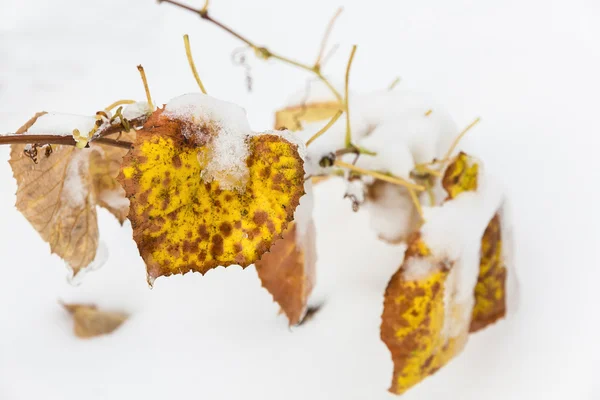 Spätherbst. Goldene Blätter auf dem Schnee — Stockfoto