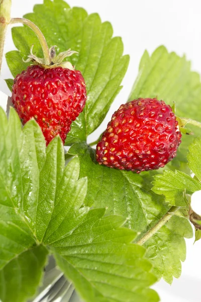 Freshness. Vernal wild strawberry . — Stock Photo, Image