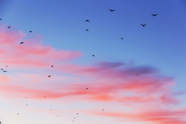 Sunset with shape of birds. — Stock Photo, Image