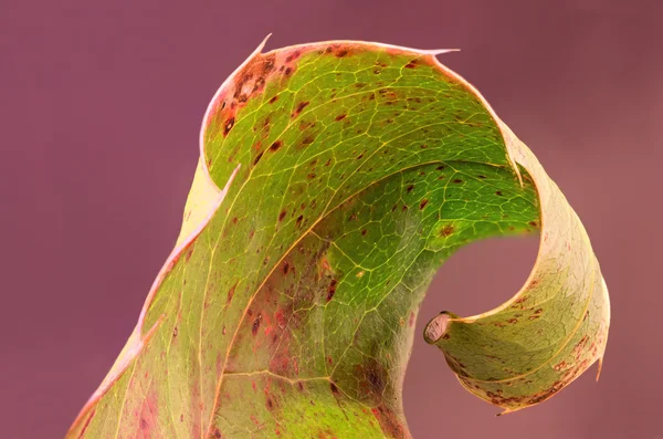 Gouden Herfstblad. grote diepte van het veld. — Stockfoto