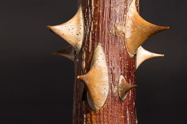 Twig of rose. A lot ,very small spines. — Stock Photo, Image