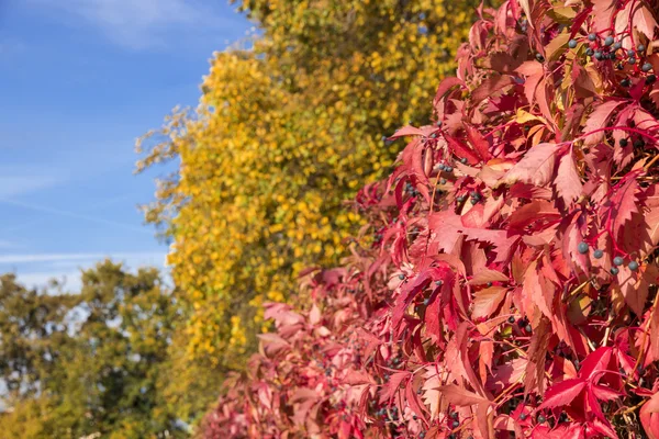 Colorful garden. Autumn time. — Stock Photo, Image