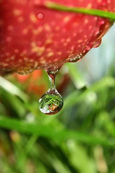 Drops of health — Stock Photo, Image