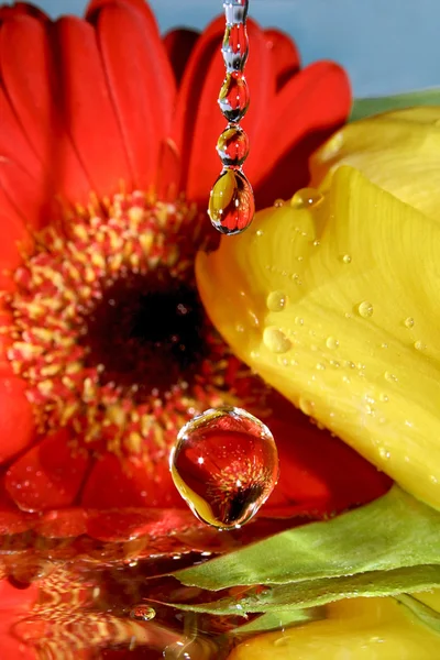 Drops of flowers. — Stock Photo, Image