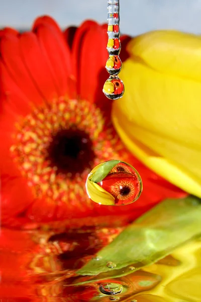 Drops of flowers. — Stock Photo, Image