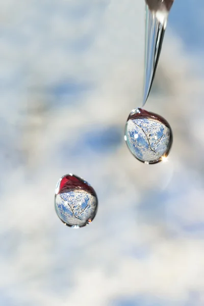 四季 - 冬の滴. — ストック写真