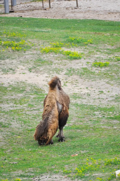 Old camel in the zoo — Stock Photo, Image