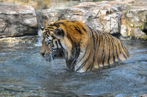 Tiger im Wasser — Stockfoto