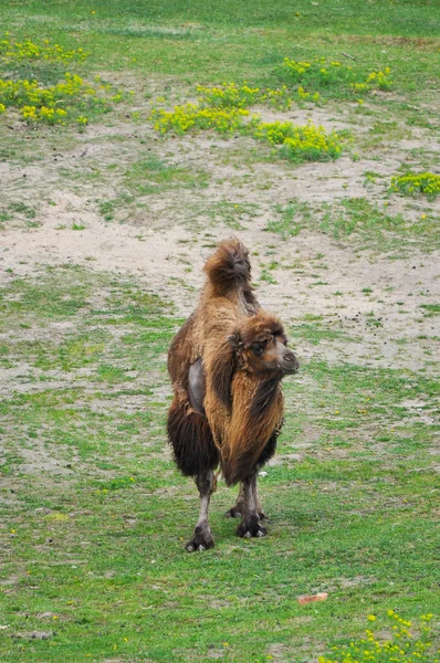 Old camel in the zoo — Stock Photo, Image