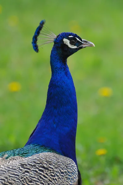 Peacock - colorful bird — Stock Photo, Image