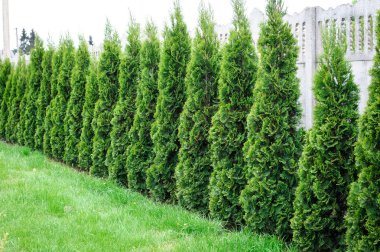 Thuja, row of trees in the garden clipart