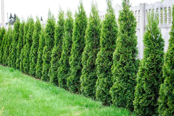 Thuja, rij van bomen in de tuin — Stockfoto