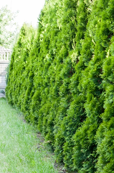 Thuja, row of trees in the garden — Stock Photo, Image