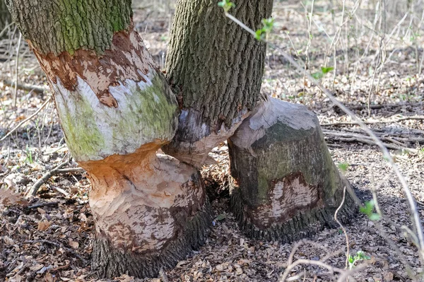 Tree Trunks Eaten Beavers — стоковое фото