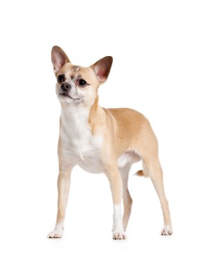 dört paws chihuahua köpek üzerinde duran