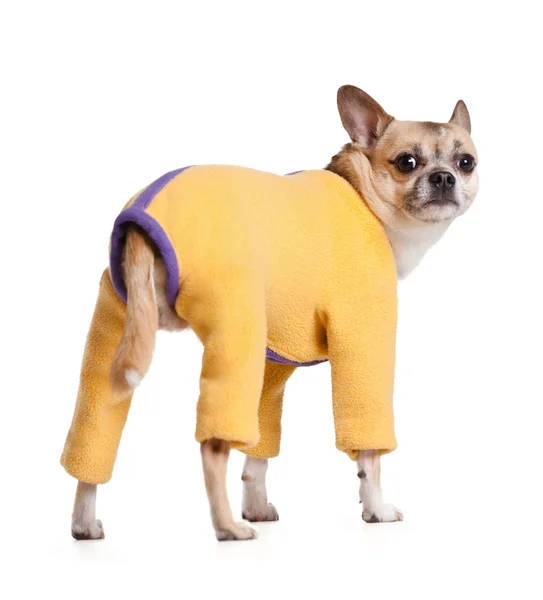 Cãozinho chihuahua de pé em terno de uma peça — Fotografia de Stock