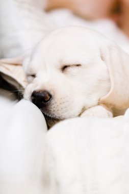 köpek sahibinin elindeki yatmaktan yakın çekim