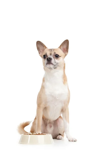 Pale yellow doggy near the bowl with forage — Stock Photo, Image