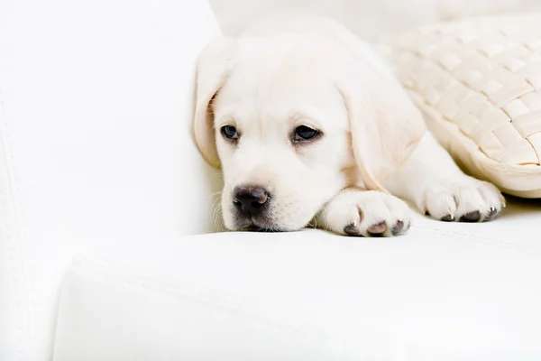 Close up of sad labrador puppy on the sofa with the pillow — Stock Photo, Image