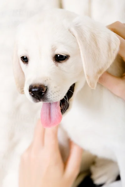 Detailní záběr labrador štěně — Stock fotografie