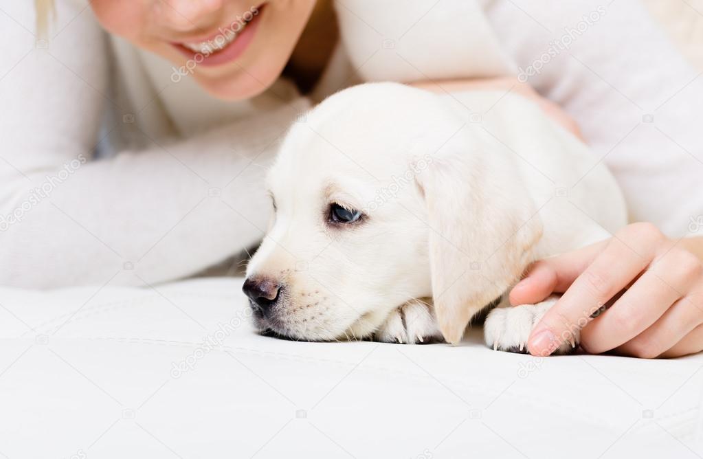 Close up of puppy of labrador lying on the sofa with woman