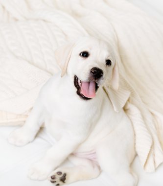 kanepede oturan mutlu köpek yavrusu, yakın çekim
