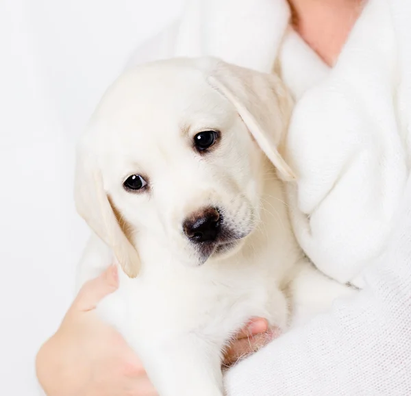 Beyaz köpek kadının ellerini üstüne oturuyor — Stok fotoğraf