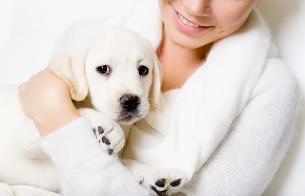 Closeup of cute puppy on the hands of woman — Stock Photo, Image