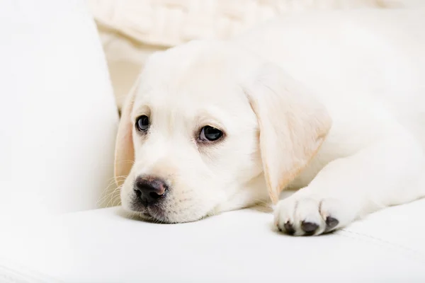 Close up view of cute puppy lying on the sofa — Stock Photo, Image